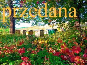 Podkarpackie. Pietrusza Wola. Sprzedaż działek (1243/2609/OGS)